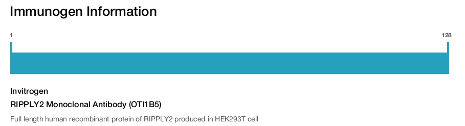 RIPPLY2 Monoclonal Antibody (OTI1B5)