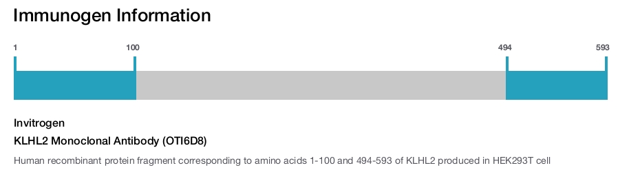 KLHL2 Monoclonal Antibody (OTI6D8)