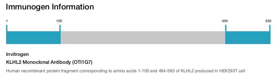 KLHL2 Monoclonal Antibody (OTI1G7)