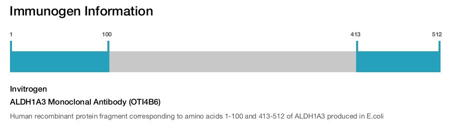 ALDH1A3 Monoclonal Antibody (OTI4B6)