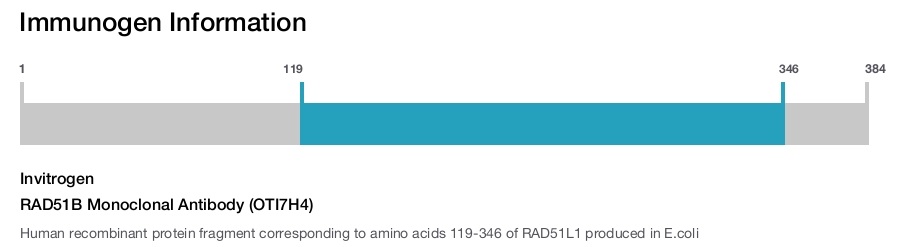 RAD51B Monoclonal Antibody (OTI7H4)