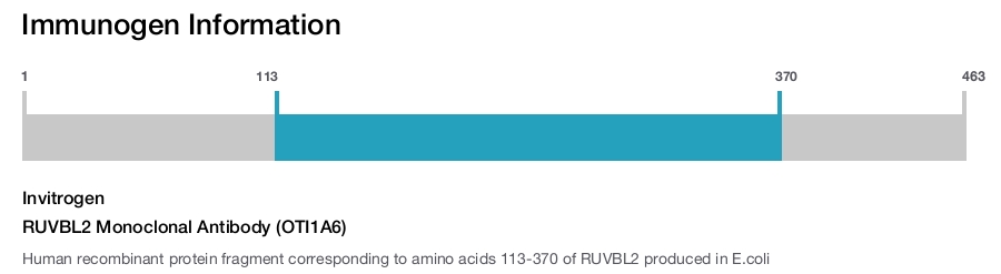 RUVBL2 Monoclonal Antibody (OTI1A6)