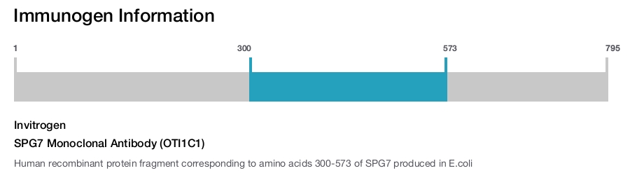 SPG7 Monoclonal Antibody (OTI1C1)
