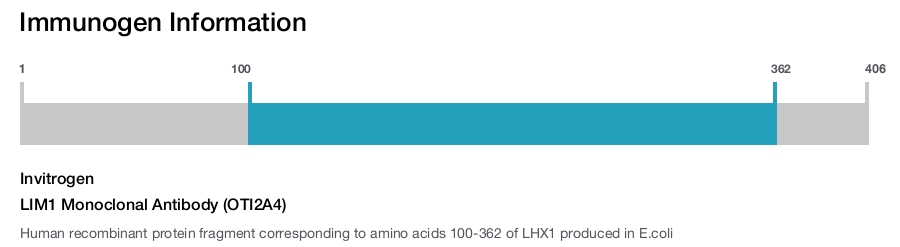 LIM1 Monoclonal Antibody (OTI2A4)