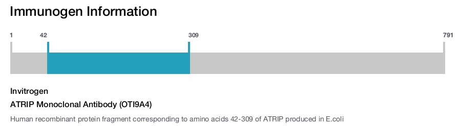 ATRIP Monoclonal Antibody (OTI9A4)