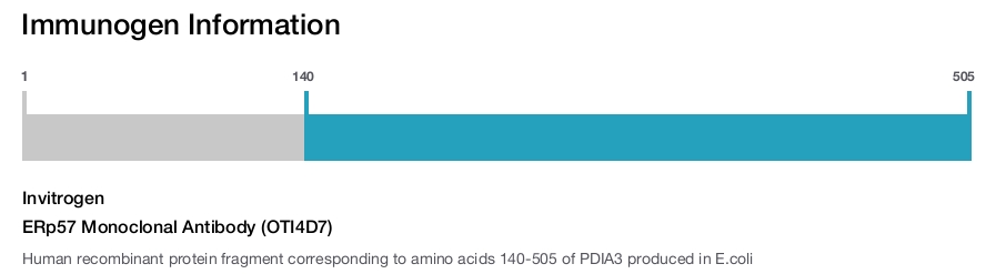 ERp57 Monoclonal Antibody (OTI4D7)