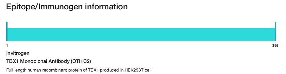 TBX1 Monoclonal Antibody (OTI1C2)