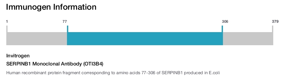 SERPINB1 Monoclonal Antibody (OTI3B4)