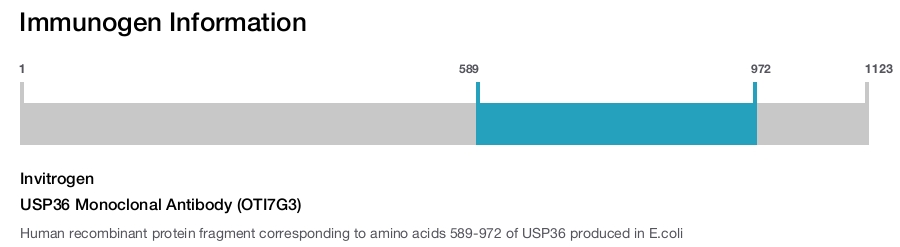 USP36 Monoclonal Antibody (OTI7G3)