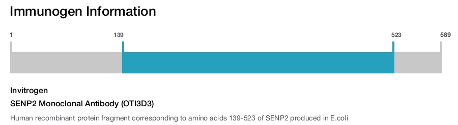 SENP2 Monoclonal Antibody (OTI3D3)