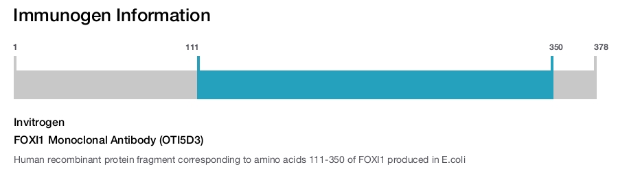 FOXI1 Monoclonal Antibody (OTI5D3)