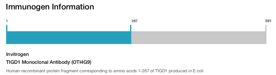 TIGD1 Monoclonal Antibody (OTI4G9)