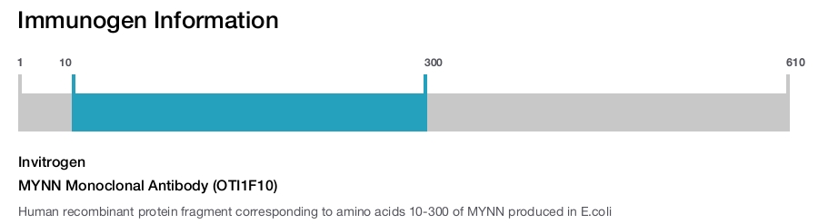 MYNN Monoclonal Antibody (OTI1F10)