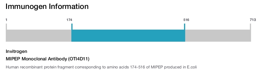 MIPEP Monoclonal Antibody (OTI4D11)
