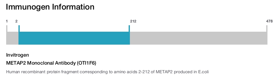 METAP2 Monoclonal Antibody (OTI1F6)