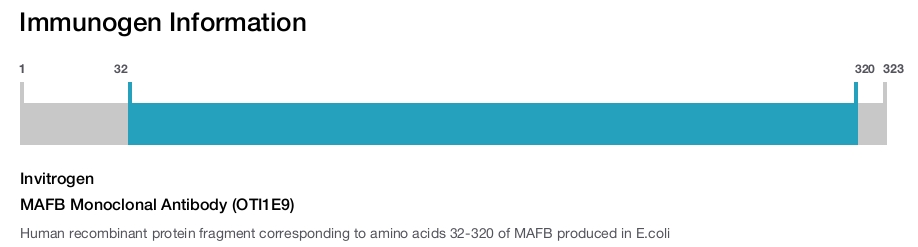 MAFB Monoclonal Antibody (OTI1E9)
