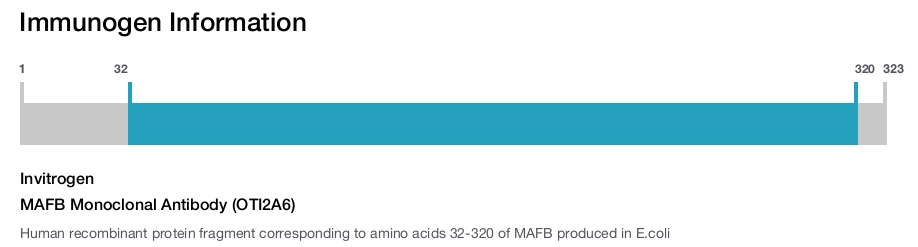MAFB Monoclonal Antibody (OTI2A6)