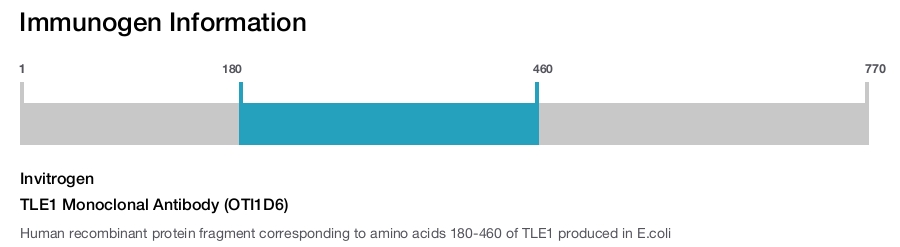 TLE1 Monoclonal Antibody (OTI1D6)