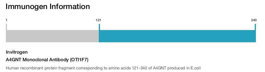 A4GNT Monoclonal Antibody (OTI1F7)