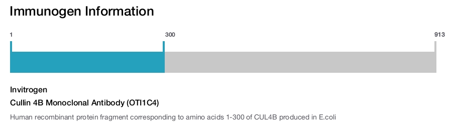 Cullin 4B Monoclonal Antibody (OTI1C4)
