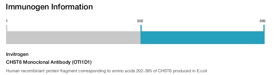 CHST6 Monoclonal Antibody (OTI1D1)