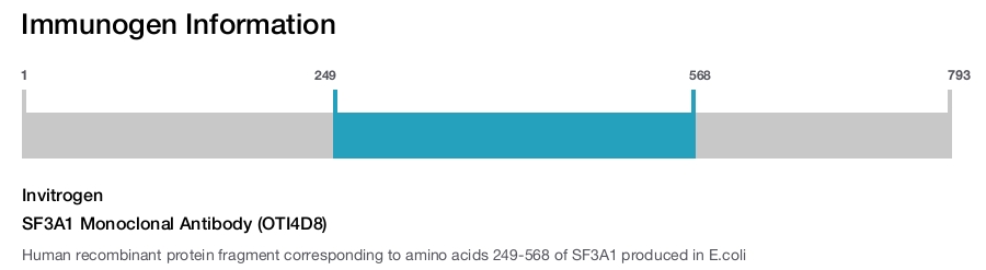 SF3A1 Monoclonal Antibody (OTI4D8)