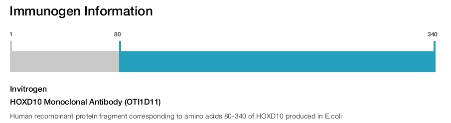 HOXD10 Monoclonal Antibody (OTI1D11)