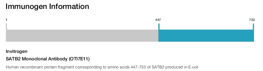 SATB2 Monoclonal Antibody (OTI7E11)