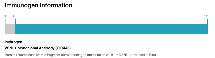 VSNL1 Monoclonal Antibody (OTI4A6)