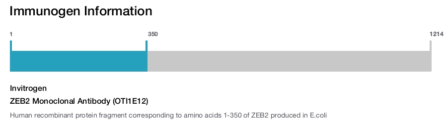 ZEB2 Monoclonal Antibody (OTI1E12)