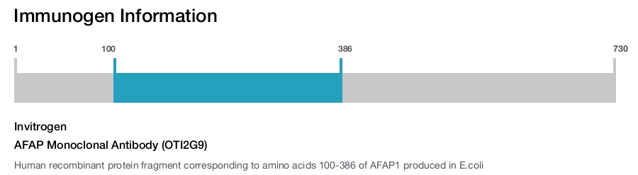 AFAP Monoclonal Antibody (OTI2G9)