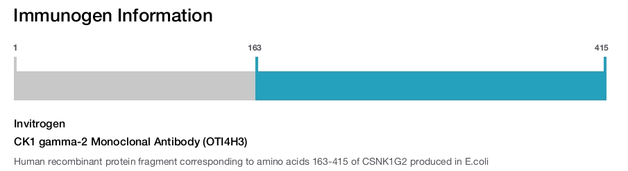 CK1 gamma-2 Monoclonal Antibody (OTI4H3)