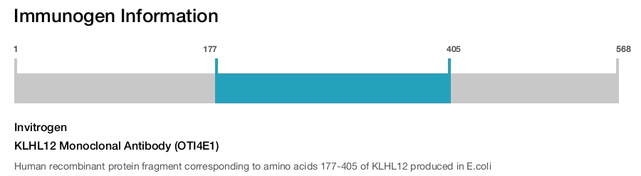 KLHL12 Monoclonal Antibody (OTI4E1)