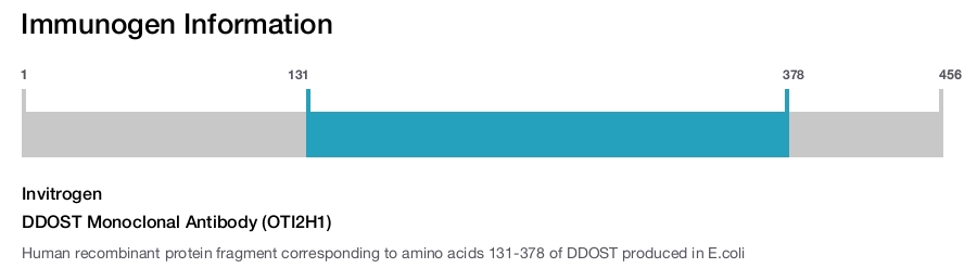 DDOST Monoclonal Antibody (OTI2H1)