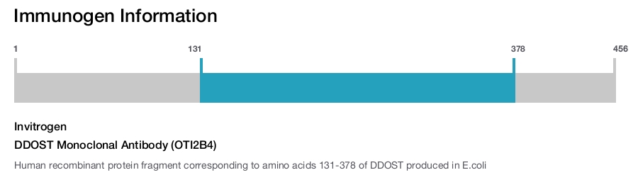 DDOST Monoclonal Antibody (OTI2B4)