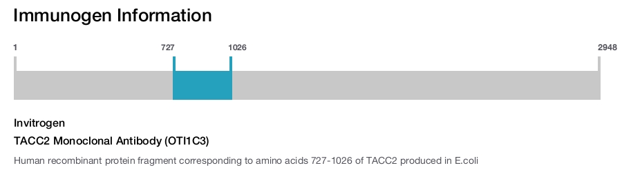 TACC2 Monoclonal Antibody (OTI1C3)