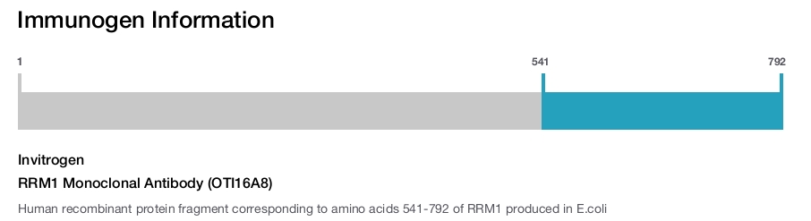 RRM1 Monoclonal Antibody (OTI16A8)