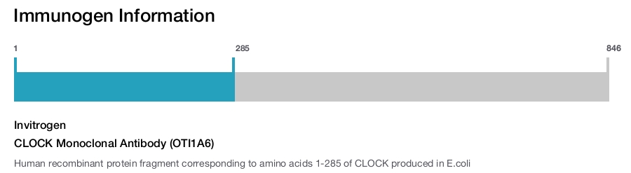 CLOCK Monoclonal Antibody (OTI1A6)
