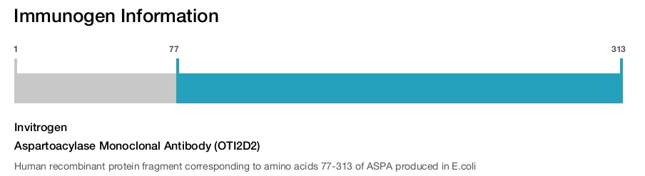 Aspartoacylase Monoclonal Antibody (OTI2D2)