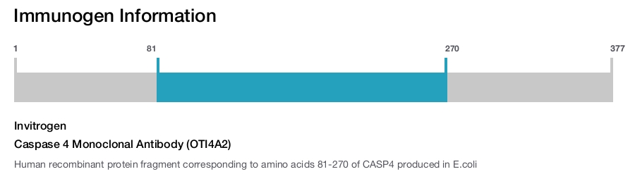 Caspase 4 Monoclonal Antibody (OTI4A2)
