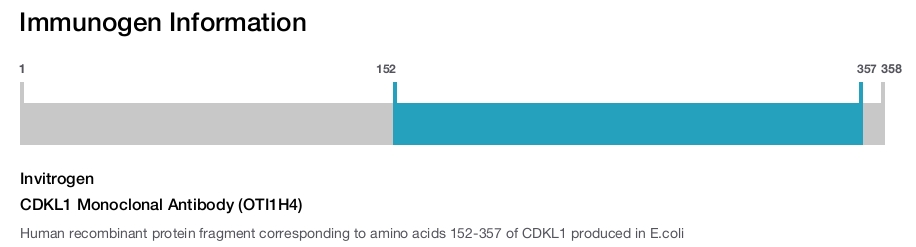 CDKL1 Monoclonal Antibody (OTI1H4)