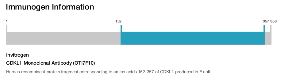 CDKL1 Monoclonal Antibody (OTI7F10)