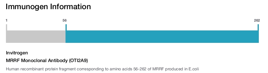MRRF Monoclonal Antibody (OTI2A9)