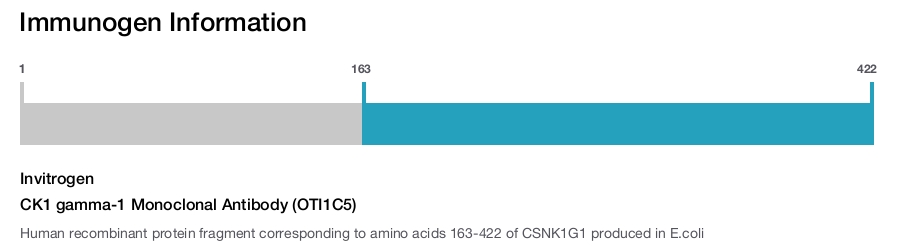 CK1 gamma-1 Monoclonal Antibody (OTI1C5)