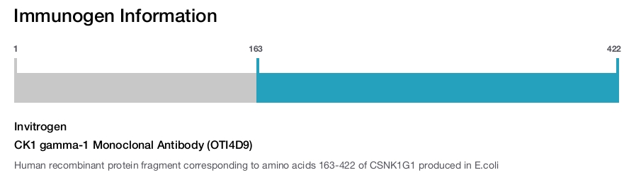 CK1 gamma-1 Monoclonal Antibody (OTI4D9)