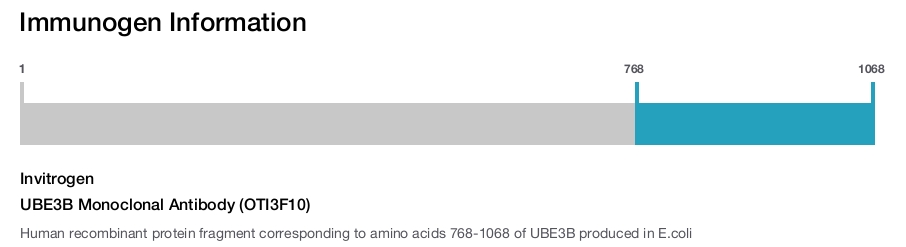 UBE3B Monoclonal Antibody (OTI3F10)