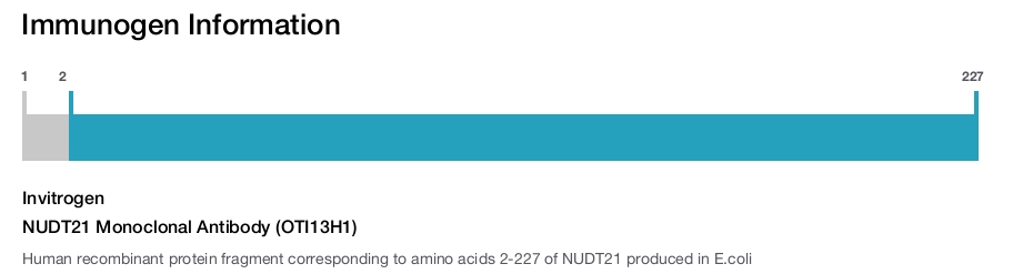 NUDT21 Monoclonal Antibody (OTI13H1)