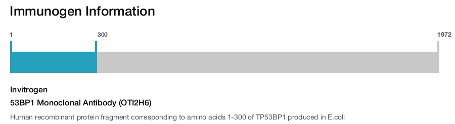53BP1 Monoclonal Antibody (OTI2H6)