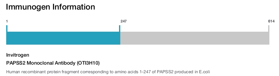 PAPSS2 Monoclonal Antibody (OTI3H10)