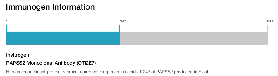 PAPSS2 Monoclonal Antibody (OTI2E7)